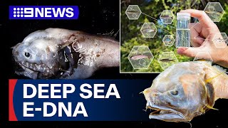 Uncovering the mysteries of the ocean often means devastation for rare sea-life | 9 News Australia
