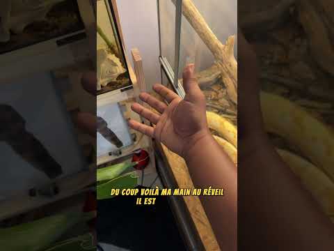 Venin Pt 2 🤯 #animals #savage #wild #pedagogia #reptile #cute #snake #anaconda #scale #ants