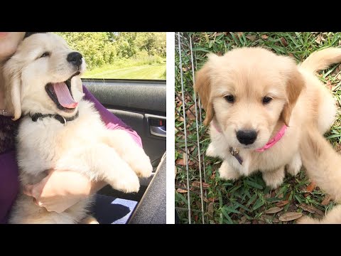 😍 Cute & Funny Golden Puppies Videos That Are IMPOSSIBLE Not To Aww At 🐶 | Cute Puppies