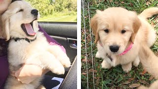 😍 Cute & Funny Golden Puppies Videos That Are IMPOSSIBLE Not To Aww At 🐶 | Cute Puppies
