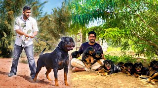 Rare Bloodline Rottweilers in Jaipur 🇮🇳 | Imported Rottweiler Beasts You’ve Never Seen Before🔥 