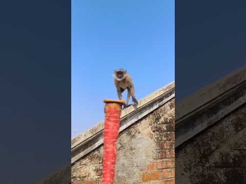 Hanuman
