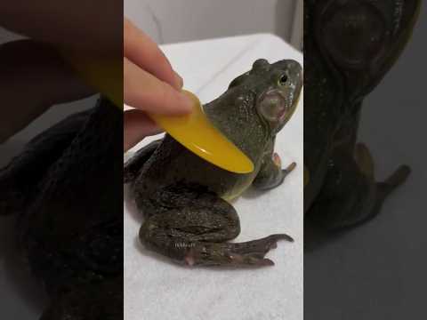 World's Luckiest  Frog ? #frog