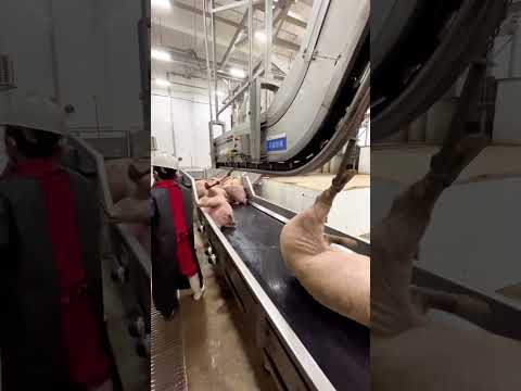 Amazing machine cleaning the whole pork meat easily 😁 #jinjinfoodies #shorts #meat #pork