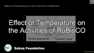 Effect of Temperature on the activities of RuBisco