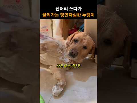 잔머리 쓰다가 끌려가는 망연자실한 댕댕이