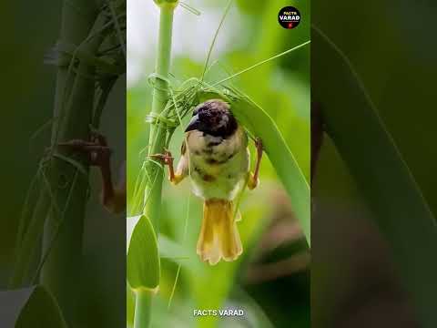 दुनिया में एक ऐसा पक्षी है जो इंजीनियरों से भी आगे निकल गया..#shorts