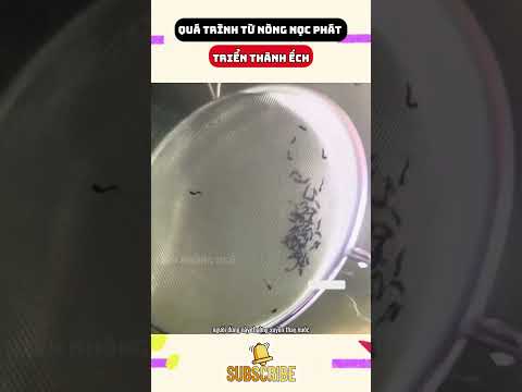 Quá trình từ nòng nọc phát triển thành ếch