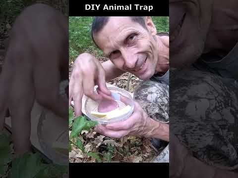 DIY Primitive Animal Trap. Caught the Beast! Survival