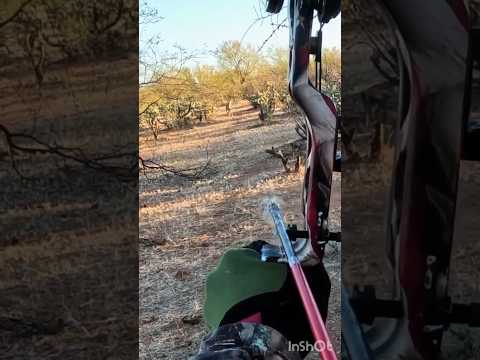 Охота из лука на привидение — койот повержен!» #охота # #весенняяохота #bowhunting