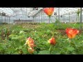Water Management Systems at Greenhart Farms