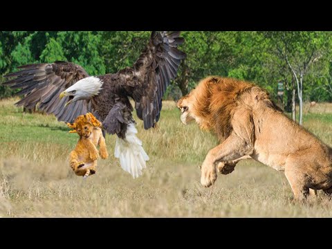 Rare Story! The Male Lion Madly Attacked The Eagle For Daring To Steal The Lion Cub - Lion Vs Snake