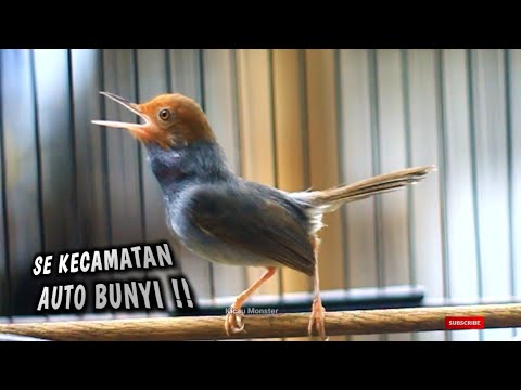 YANG BIKIN PRENJAK SE KECAMATAN BUNYI !!