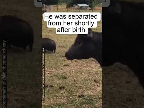 The Best Reunion 🙏🖤🐄 #cows #animals #vegan