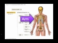 Anatomy of the Upper Limb
