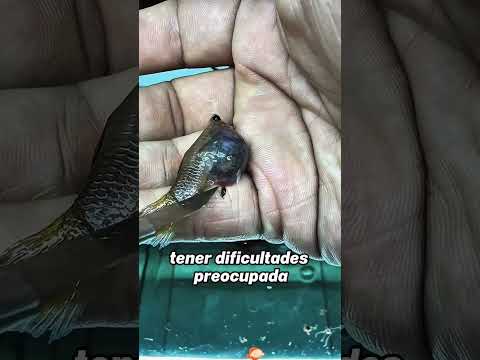 Pregnant Guppy#animals #Friendship #Us #cute #Rescue