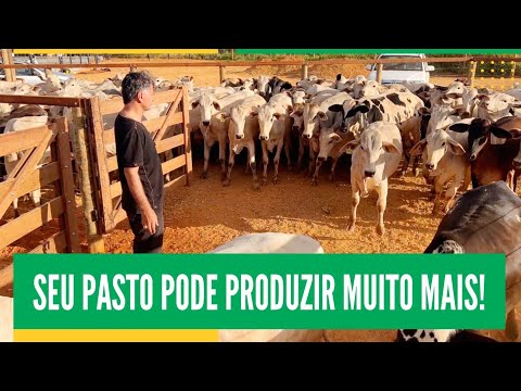 ACORDA PECUARISTA: SEU PASTO PODE PRODUZIR MUITO MAIS!