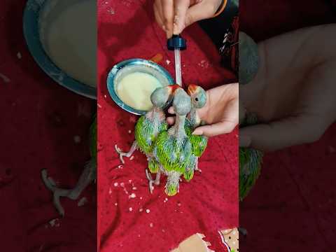Real Feeding 🥰 🦜#parrot #birds #real #shorts #ytshorts #talking #feeding #viralvideo #somendradeepak