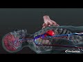 CPR Techniques and Guidelines