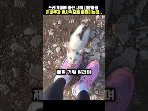 살기 위해 인간에게 기댈 수밖에 길냥이..