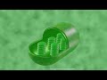 Photosynthesis Concepts and Processes