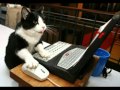 Rutina Diaria de Sam el Gato