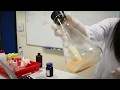 Chemical Reactions and Mass Conservation
