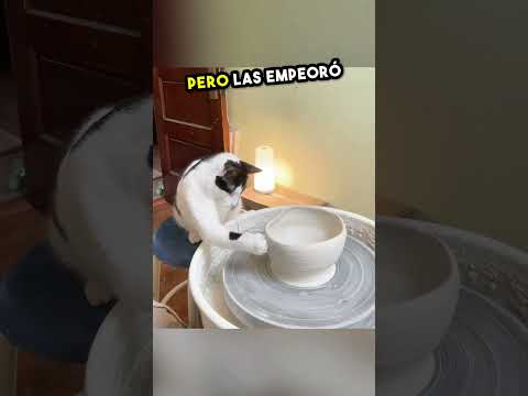 A Este Gato le Encanta Hacer Macetas de Barro