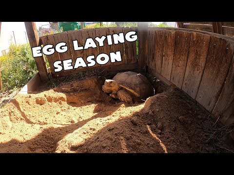 Egg Laying Season Is Here for the Tortoises