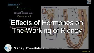 Effects of Hormones on The Working of Kidney