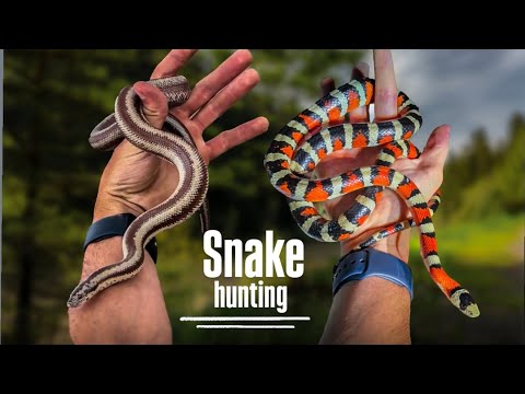 Epic Hunt for RARE Snakes In Arizona!