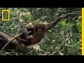Chimpanzee Video Analysis Questions