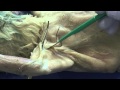 Exploring Cat Muscular Anatomy Through Dissection