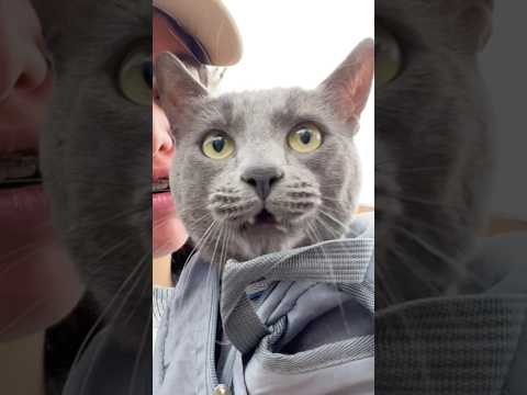 Vacunando a mi gato #gatoschistosos #gatosgraciosos #gatosdivertidos #videosdegatos