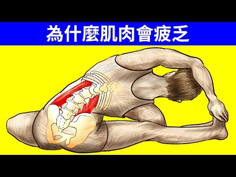 為什麼肌肉會疲乏但大腦卻不會 - YouTube