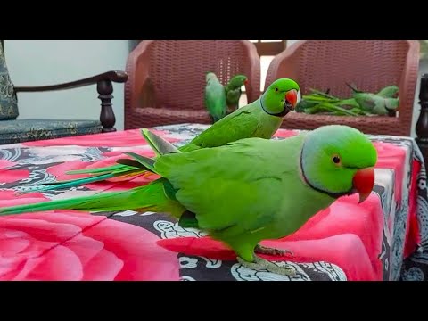Talking Parrots Playing And Fun Together