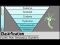 Understanding Classification and Taxonomy