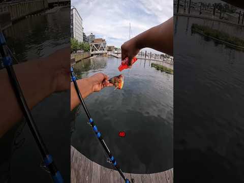 I got fish addicted to red40