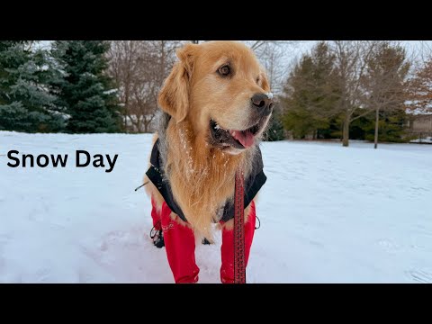 Golden Retrievers Enjoy A Snow Day