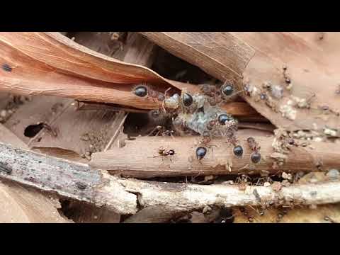 Ants Army Strongest Eat Everything 2025 | World's Deadliest