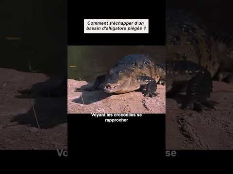 Comment s'échappe d'un bain d'alligator partie 1 abonne vous pour la suite
