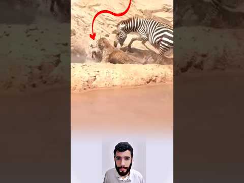 فهد يفترس رضيع حمار وحشي وأمه تغادر حزينة مقهورة#youtubeshorts