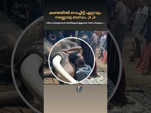 ആനയുടെ ഭാഗ്യം പറഞ്ഞ ഇതാണ് 🙏🙏🙏#shorts #trending #aana #aanapremi