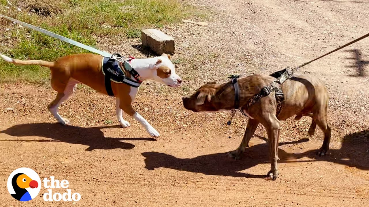 Two Skinny Pitties Reunite A Year After Rescue - The Dodo