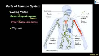 Parts of Immune System