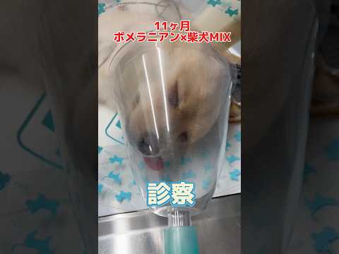 避妊手術で縫った傷口が開いた11ヶ月のMIX犬が動物病院にやって来た!
