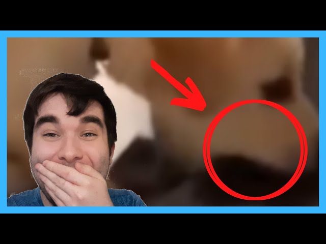 Try Not To Laugh Challenge 51 - By AdikTheOne Reaction ?