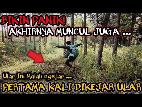 MENEGANGKAN! ULAR INI MALAH NGEJAR TERUS DARIPADA KABUR! DIKEJAR ULAR HITAM