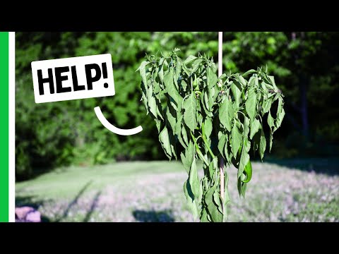 Protect Your Peppers In A HEATWAVE