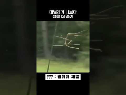 대벌레가 나보다 삶을 즐김